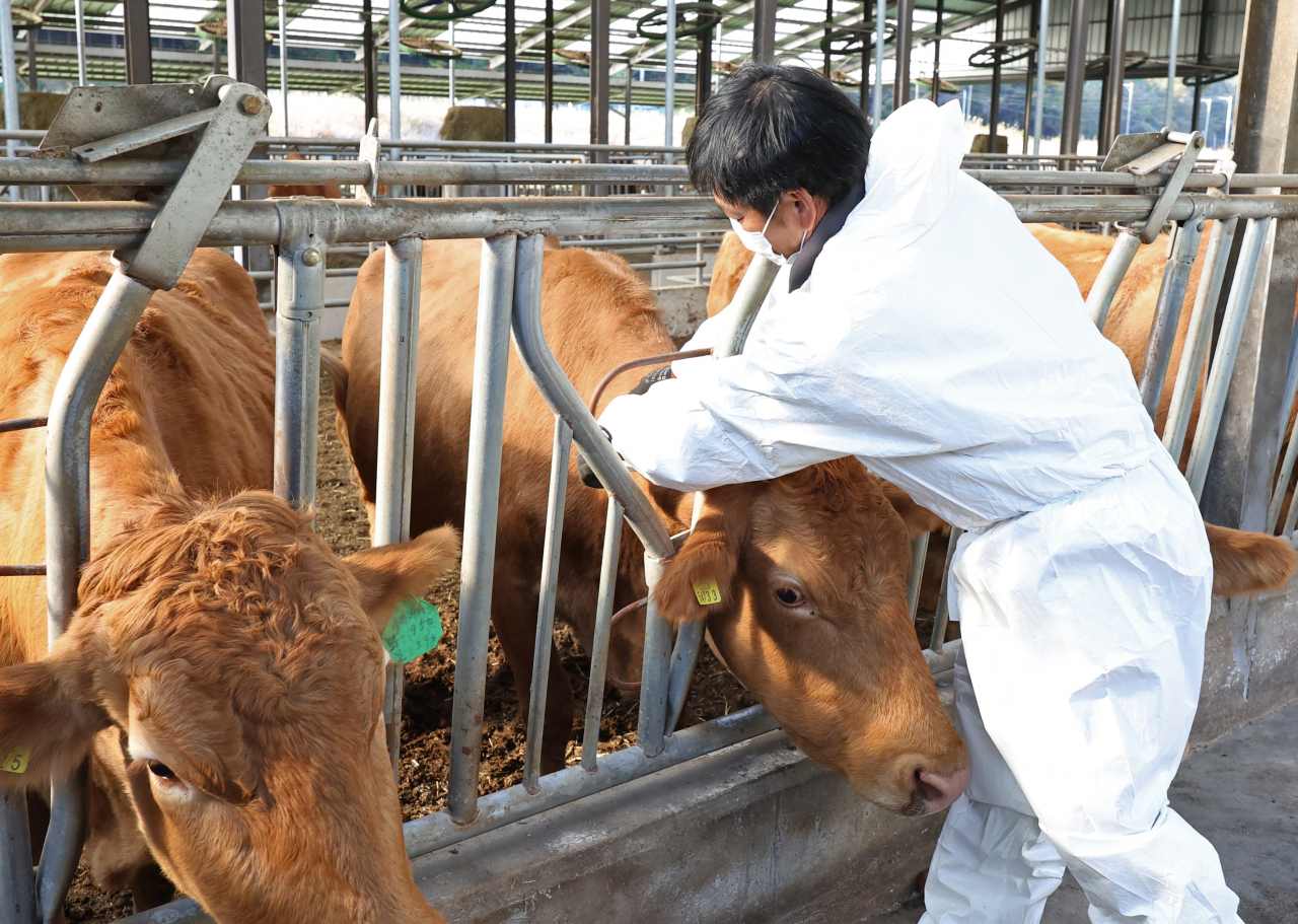 A farm owner vaccinates cattle against lumpy skin disease at a farm in Ulsan, 300 kilometers southeast of Seoul, on Wednesday, as the infectious cattle disease is spreading nationwide. (Yonhap)