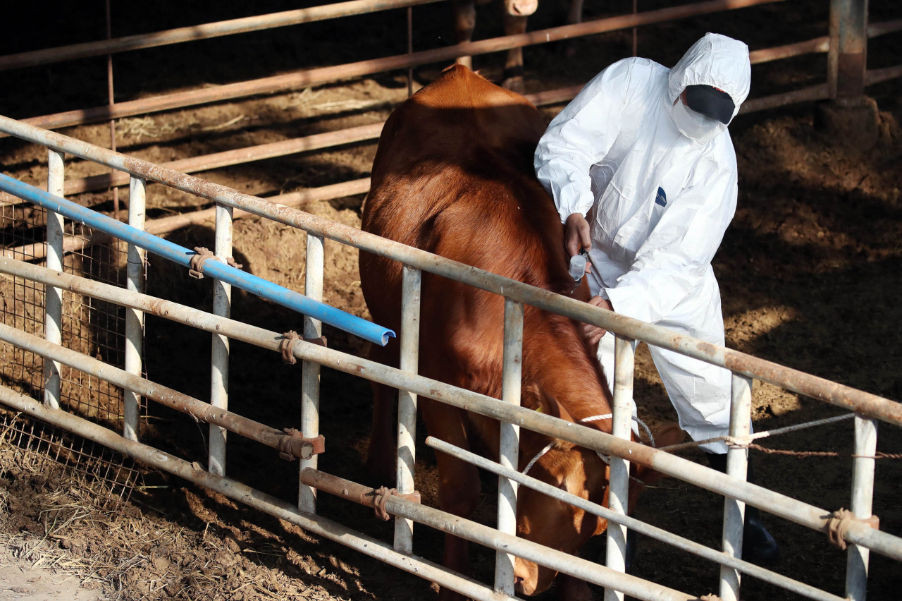 A cow is vaccinated against lumpy skin disease at a farm in the southwestern city of Gwangju on Wednesday. (PHOTO NOT FOR SALE) (Yonhap)