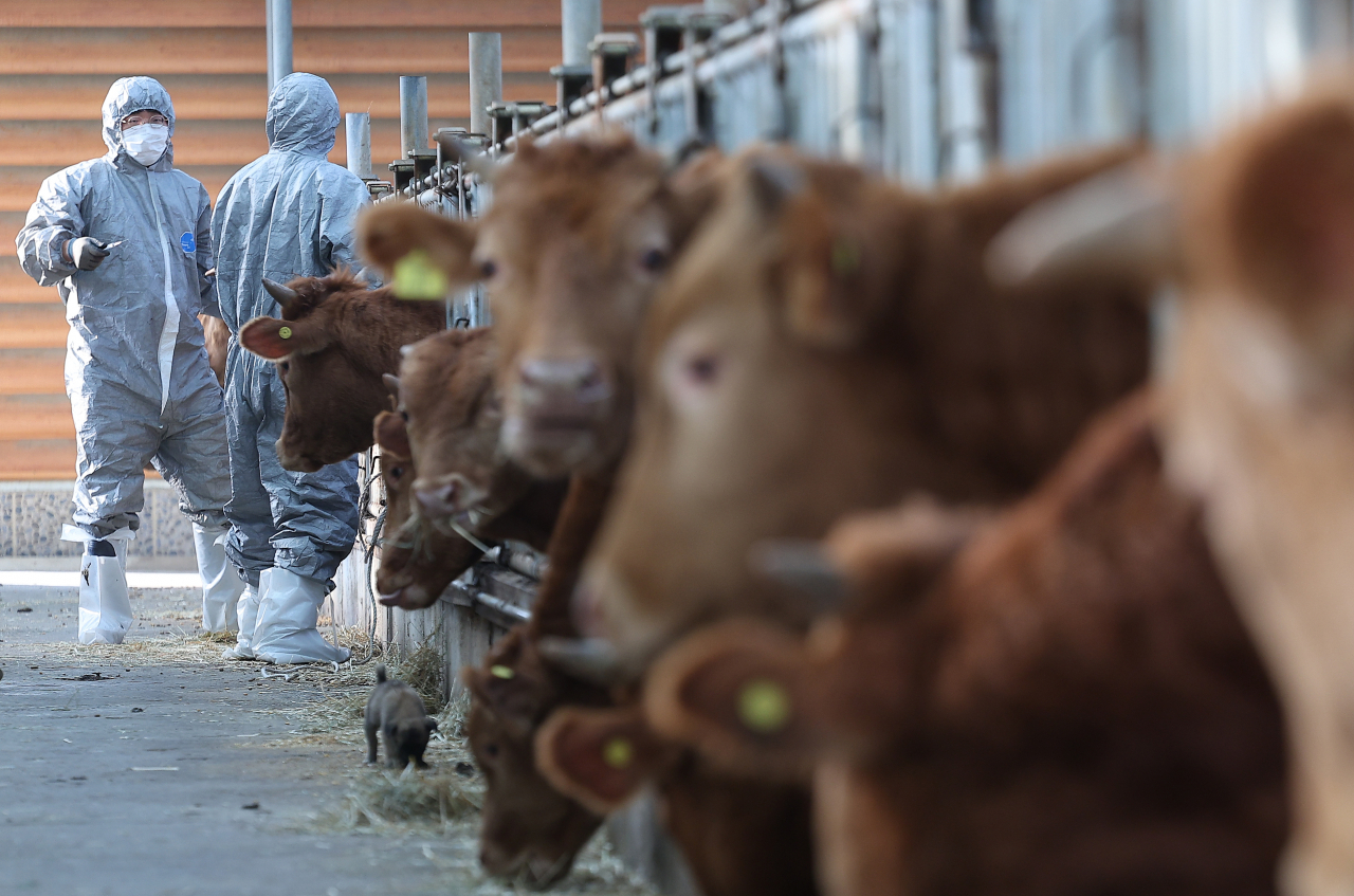 Officials vaccinate cattle at a farm in Gyeongsan, 250 kilometers south of Seoul, on Nov. 1. (Yonhap)