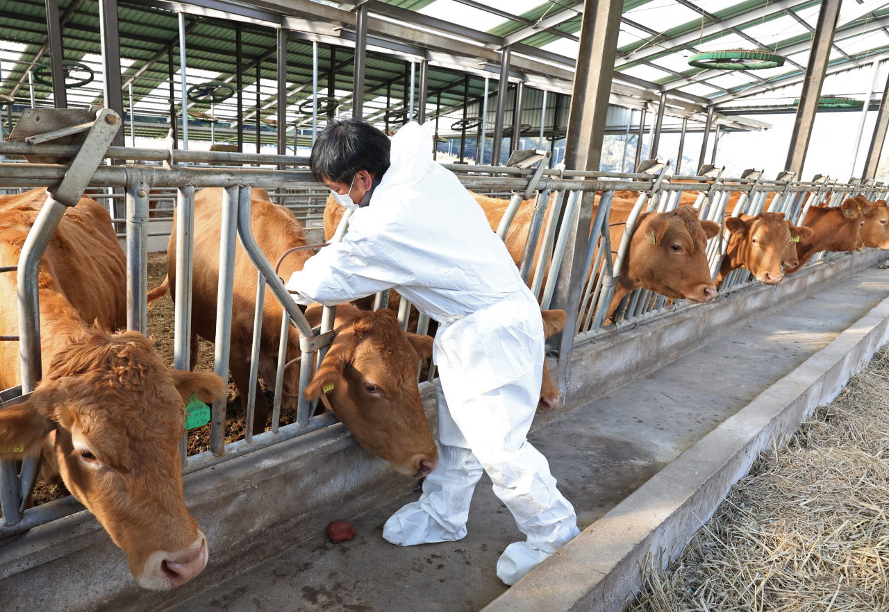 A farmer vaccinates cattle at a farm in Ulsan, 299 kilometers south of Seoul, in this Nov. 1, 2023, file photo. (Yonhap)