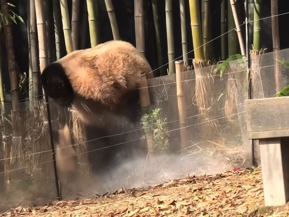 Fubao attempts to escape over the fence of her outdoor enclosure at Everland, Yongin, Gyeonggi Province, on Nov. 8. (Screenshot from Panda Kong's YouTube channel)