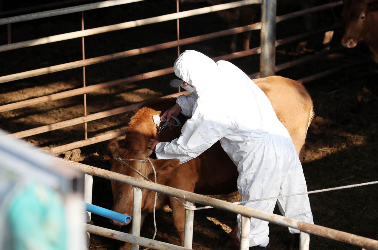 An official vaccinates cattle at a farm in the southwestern city of Gwangju on Nov. 1. (Yonhap)
