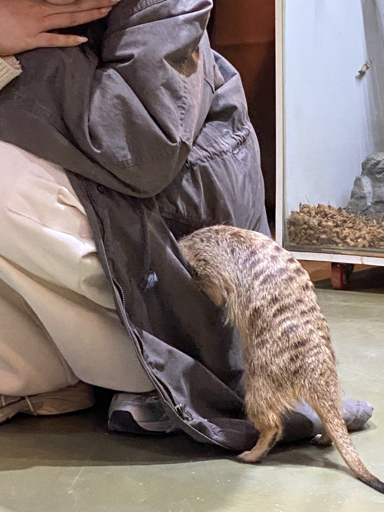 A meerkat rummages in a visitor's pocket. (Hwang Joo-young/The Korea Herald)