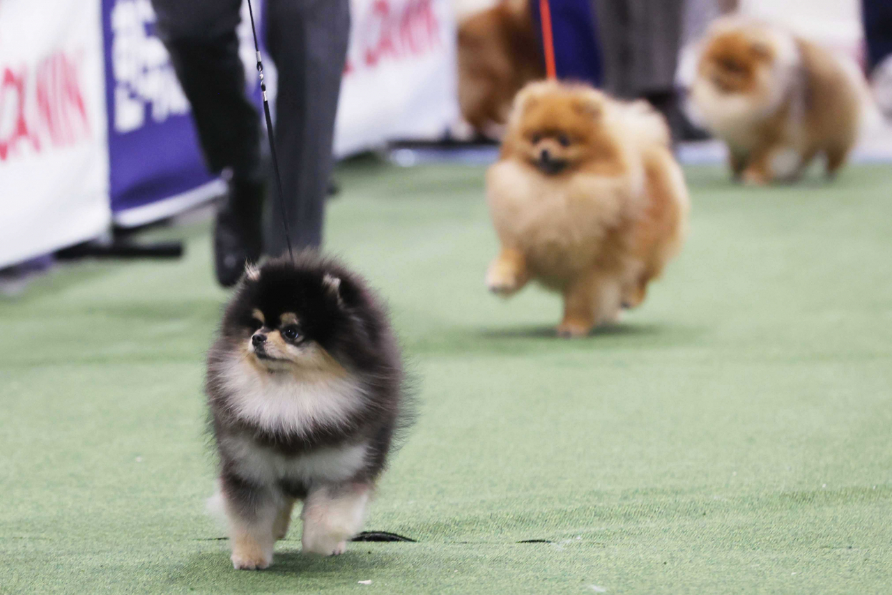 Pomeranians at a dog show (Yonhap)