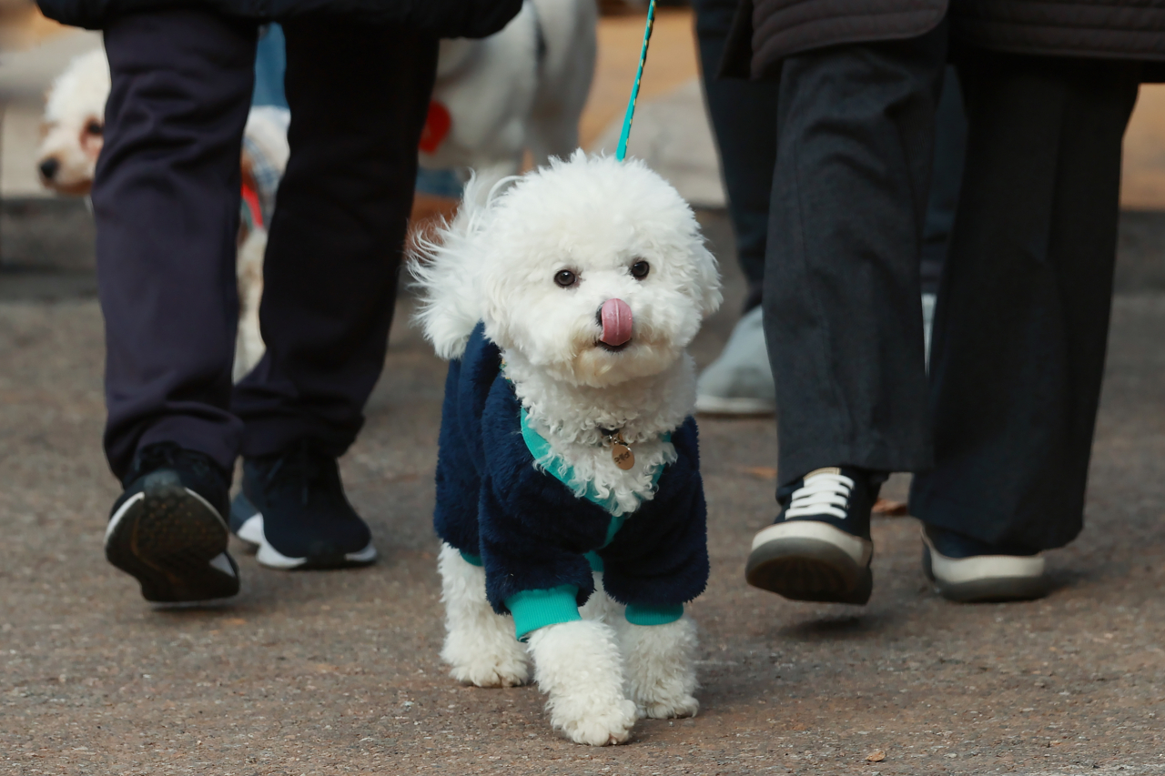 A dog is seen on a walk in Seodaemun-gu, Seoul, Nov.28. (Yonhap)