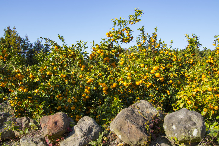 Tangerine trees are abundant with fruit on Jeju Island. (Getty Images)