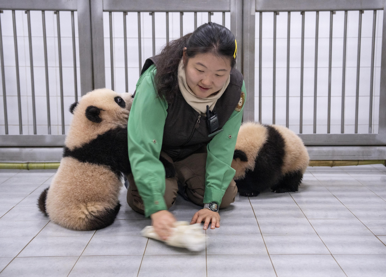 Zookeeper Oh Seung-hee at Everland’s Panda World, is seen with twin panda cubs Hui Bao and Rui Bao. (Everland)