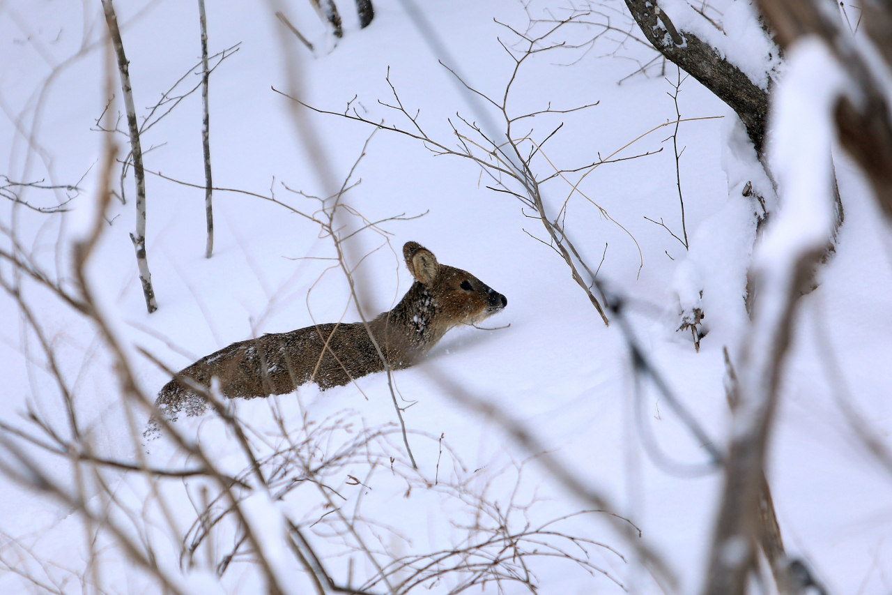 A water deer is stuck in the snow on a mountainous area in Inje-gun, Gangwon Province, Thursday. (Yonhap)