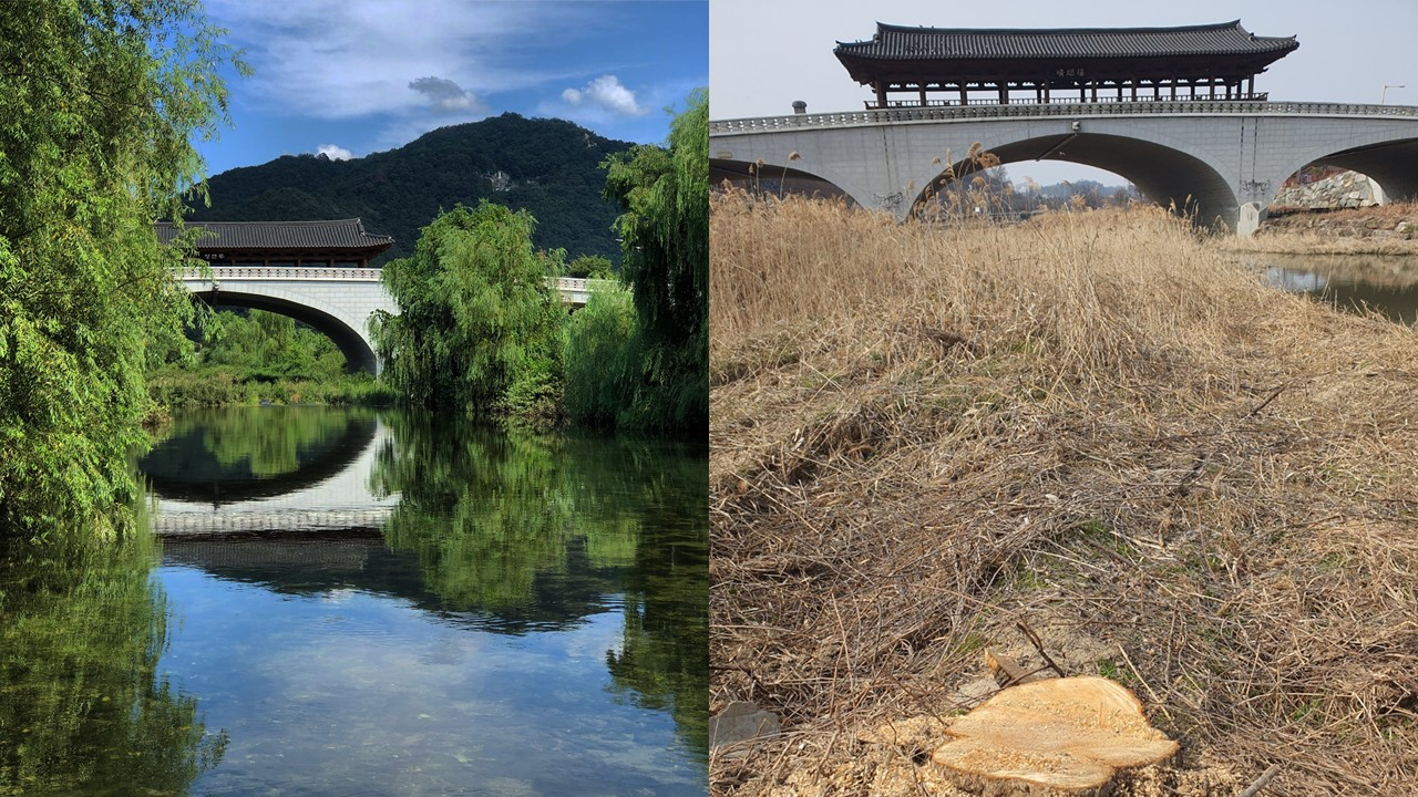 The willows and Namcheon Bridge before the willows were cut down (left) and a stump remaining after the trees were cut down on Thursday (X account @cometojeonju, Yonhap)