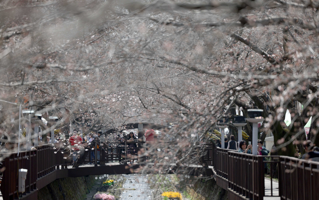 Cherry blossom trees at the area around Yeojwacheon Stream in Changwon, South Gyeongsang Province. (Yonhap)
