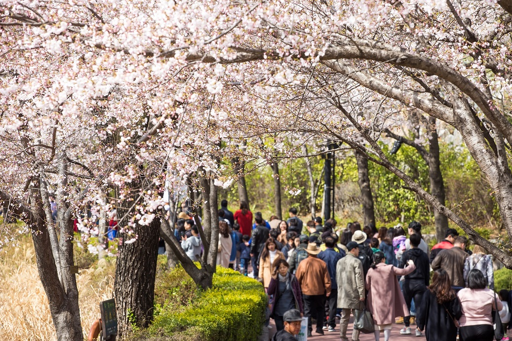 Visitors walk at Seokchon Lake Park during the 2023 cherry blossom festival, in Songpa-gu, southern Seoul. (Songpa-gu Office)