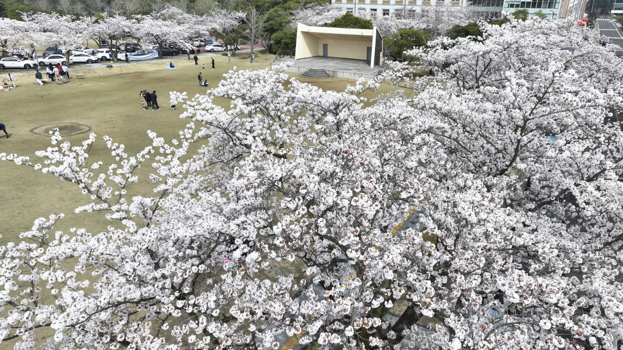 Cherry blossoms at Jeju National University on Saturday (Yonhap)