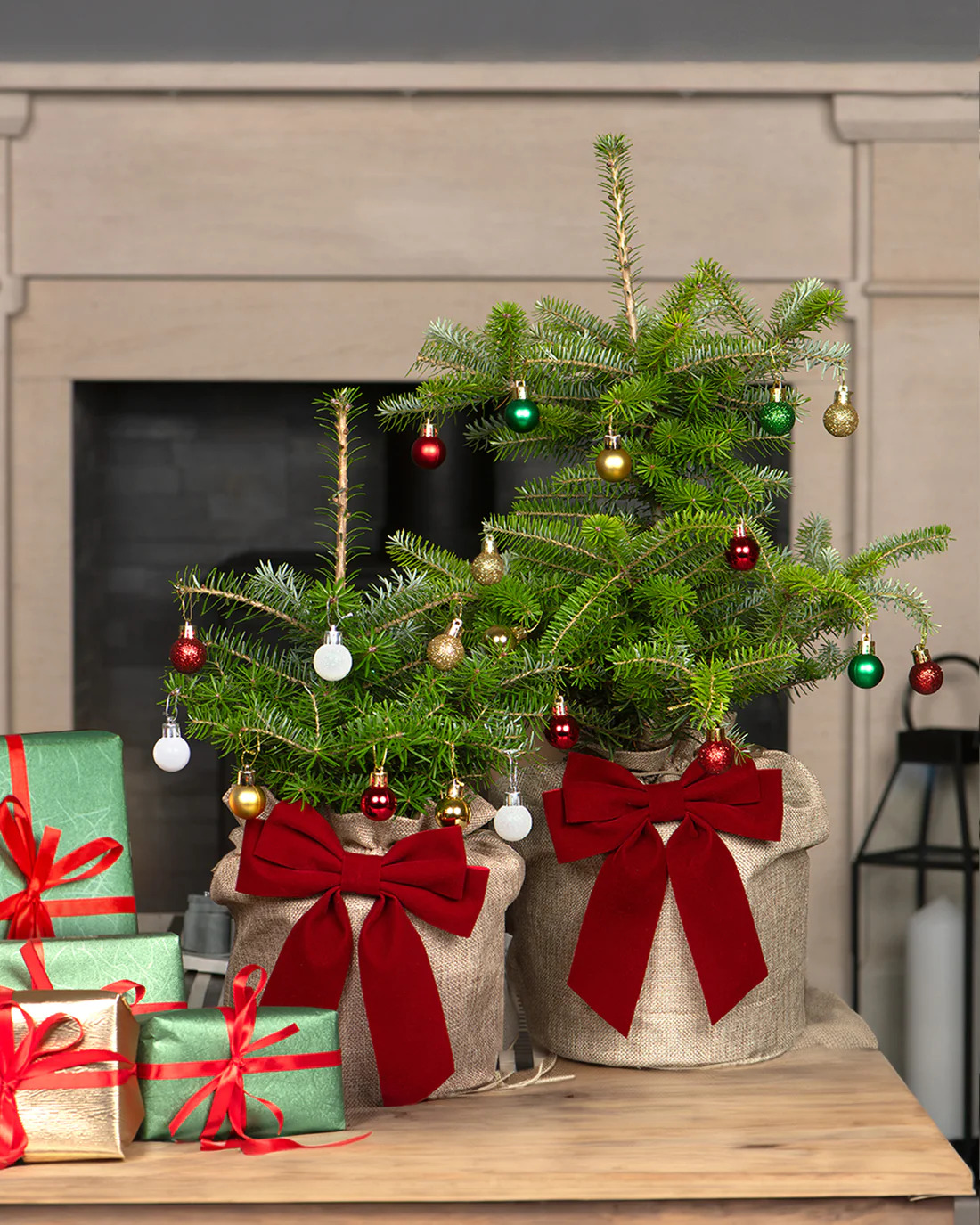 Potted Korean fir tree plants decorated for the Christmas season (Christmas Trees Direct)