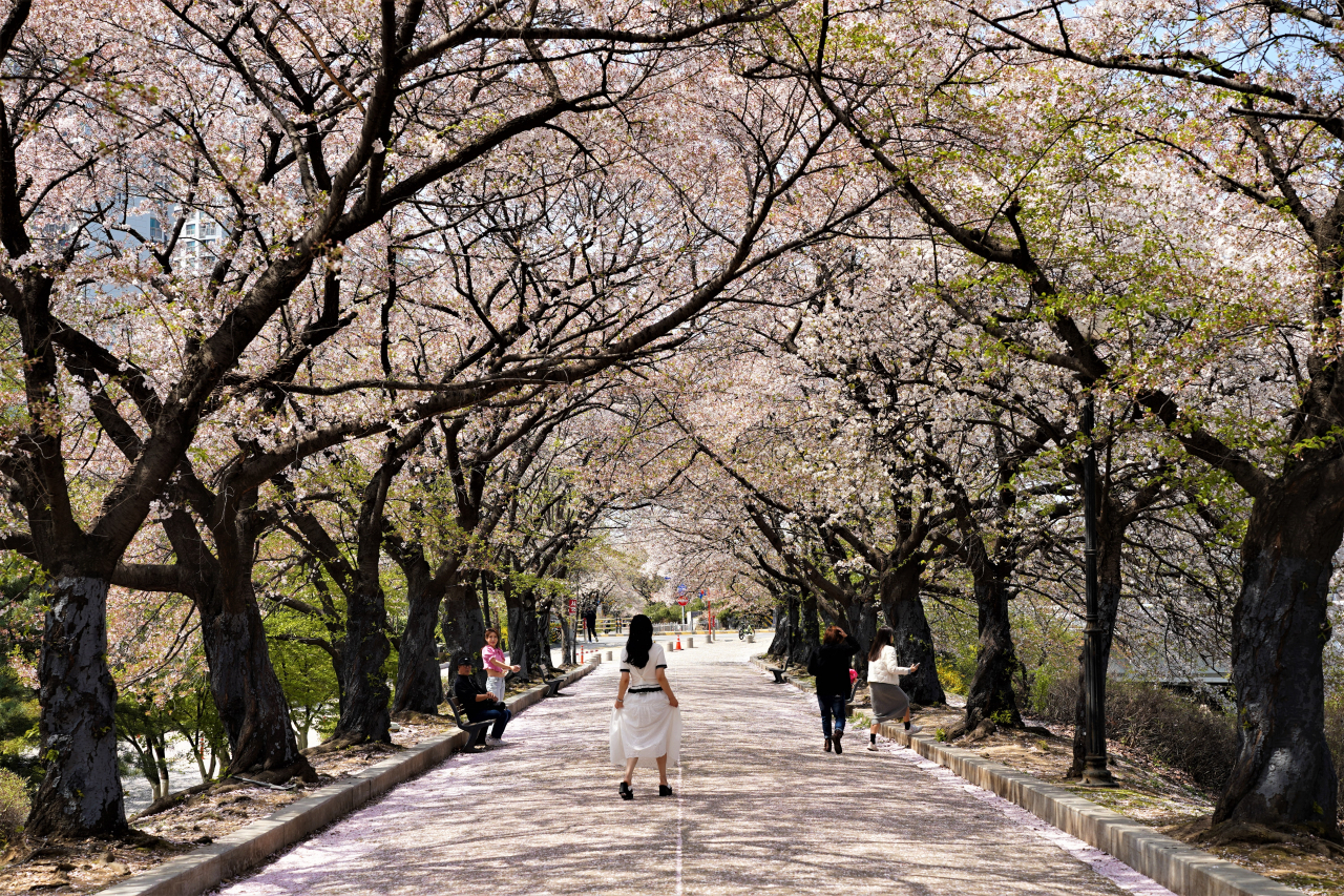 A visitor poses for photos at a cherry blossom tunnel at Seongnae Stream section of the Songpa Trail in Songpa-gu, southern Seoul, Tuesday. (Lee Si-jin/The Korea Herald)