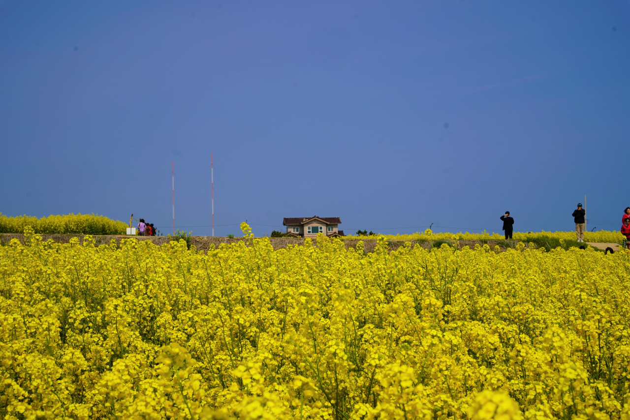 A field of canola flowers in Homigot-myeon, southern Pohang, North Gyeongsang Province (Lee Si-jin/The Korea Herald)