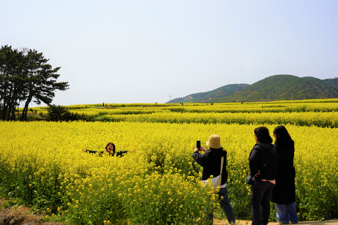 Visitors take photos in a field of canola flowers in Pohang, North Gyeongsang Province, Wednesday. (Lee Si-jin/The Korea Herald)