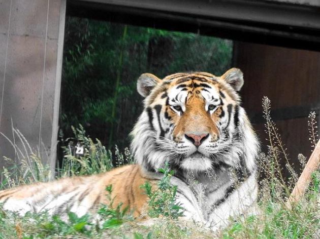 Siberian tiger Taebaek at a zoo in Gwacheon, Gyeonggi Province. (Seoul Grand Park)