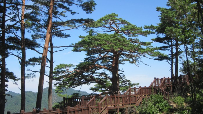 A wooden walking trail in Geumgang Pine Tree Forest in Uljin, North Gyeongsang Province (Uljin county)