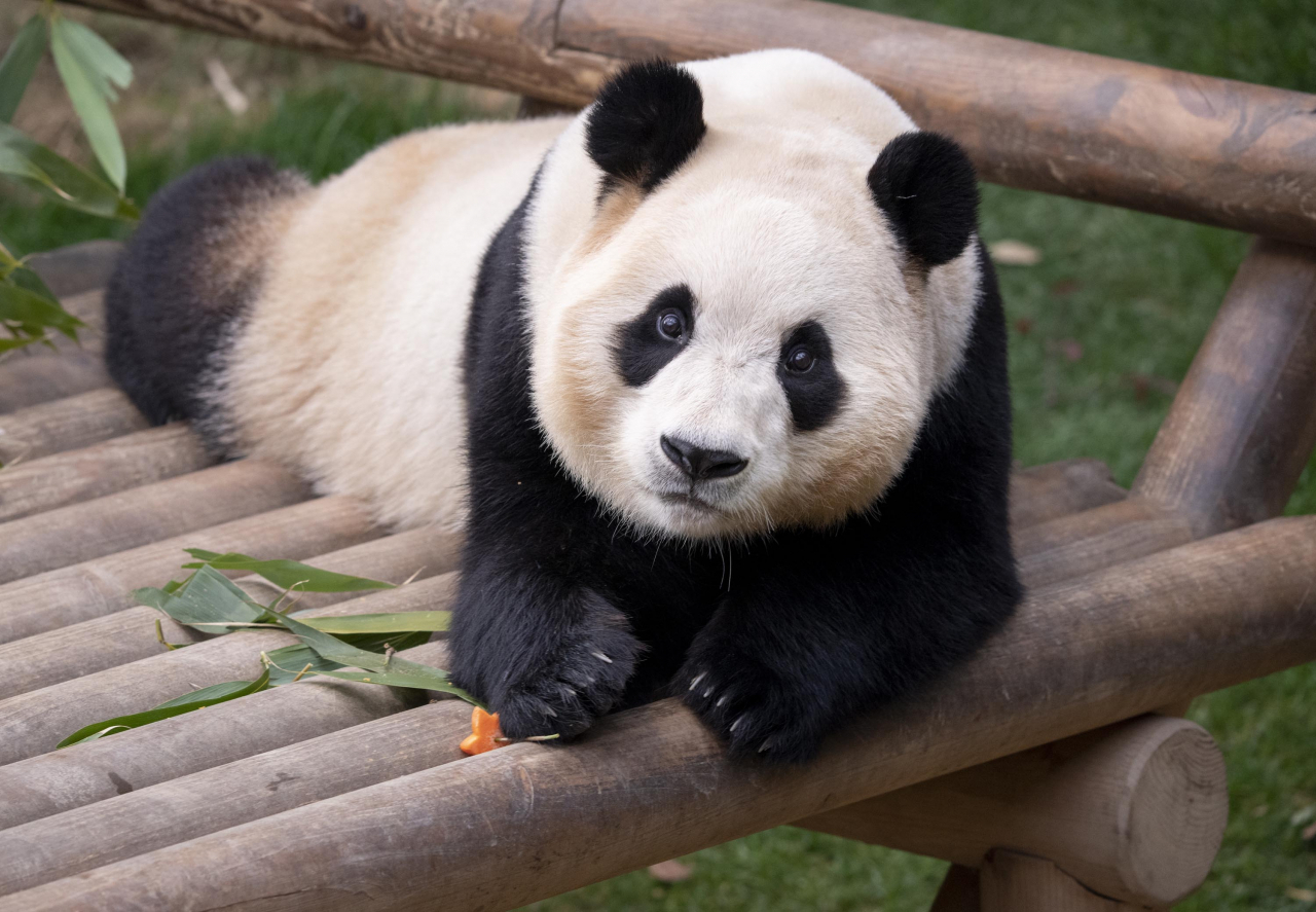 This photo provided by Everland shows giant panda Fu Bao, the first of her kind to be born in South Korea. (Everland)