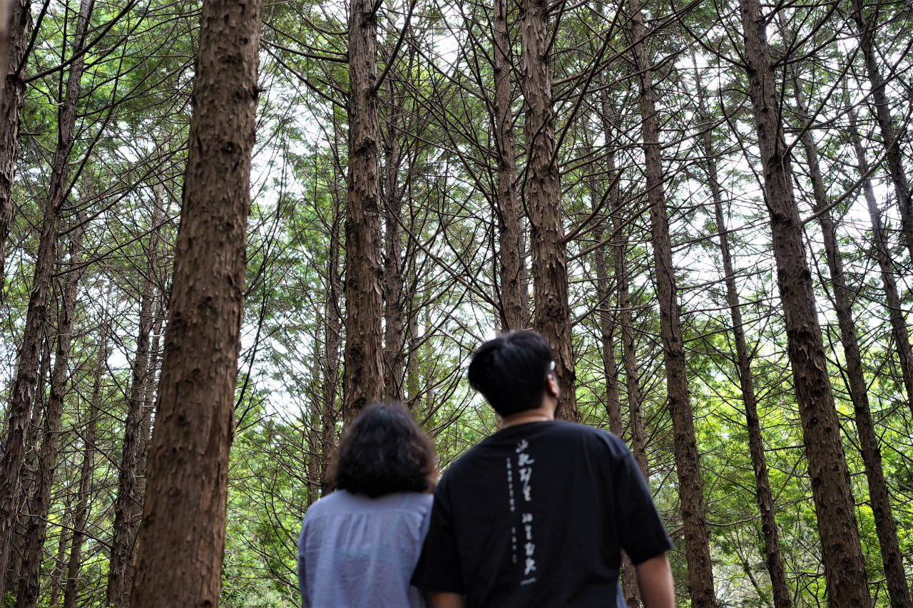 Visitors enjoy the cypress forest surrounding WE Hotel in Seogwipo, southern Jeju Island, May 22. (Lee Si-jin/The Korea Herald)