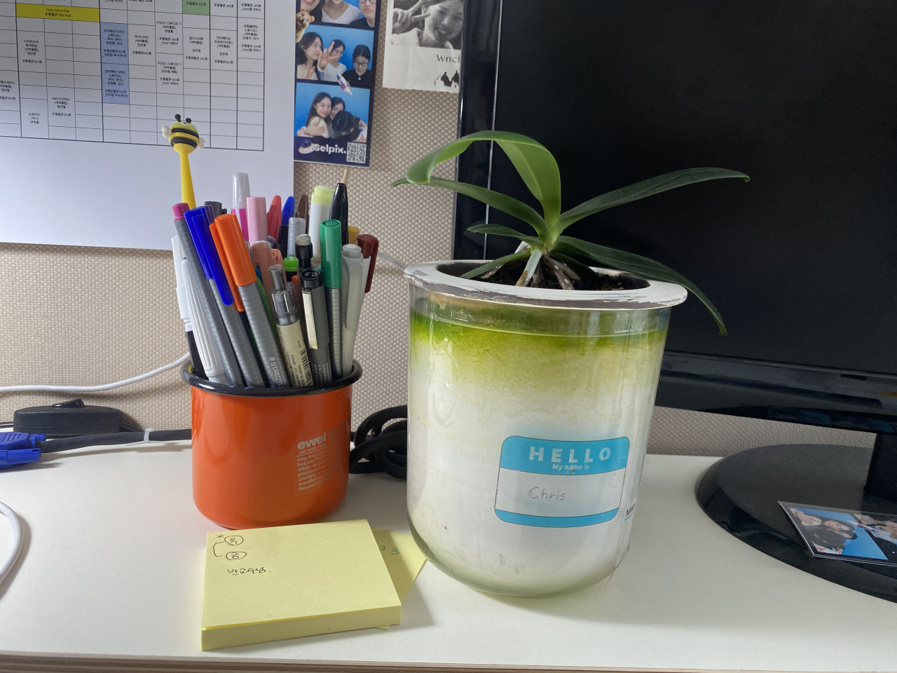 Lee Won-young's potted plant, which she named Chris, sits on top of Lee's desk. (Courtesy of Lee Won-young)
