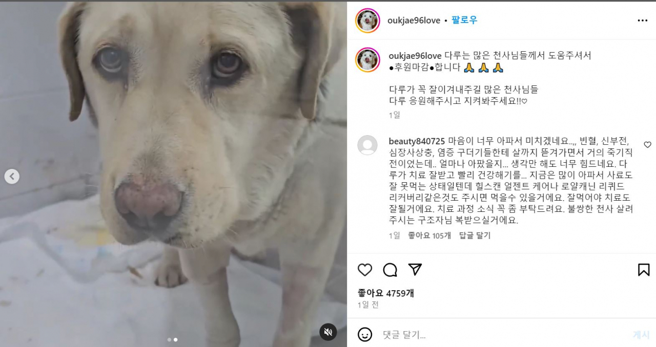 The post about Daru on the animal protection center Miso-Sarang's Instagram page. (Instagram)
