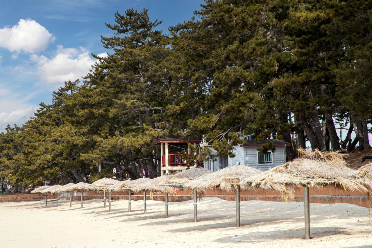 Songho Beach and its pine tree forest in Haenam, South Jeolla Province (Korea Tourism Organization)