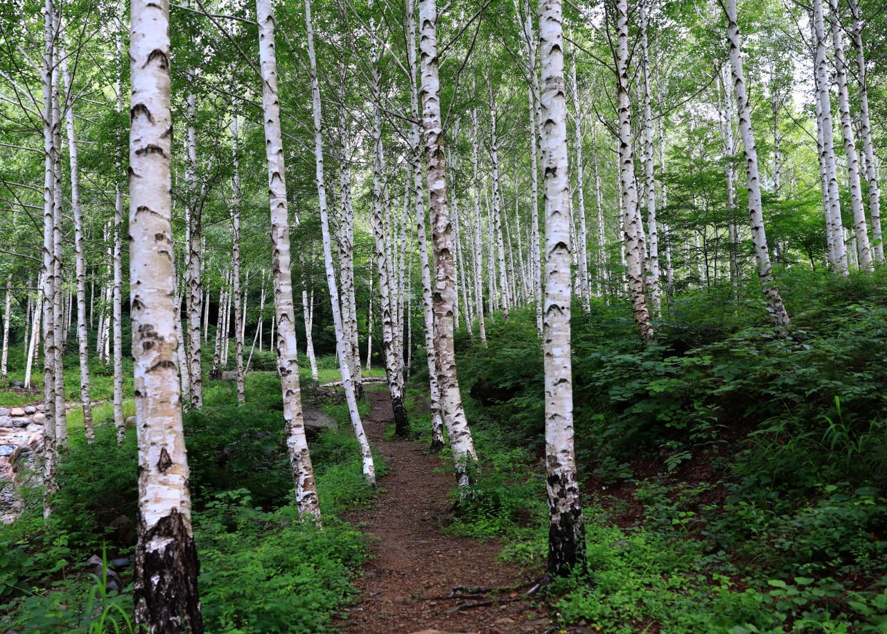 A birch tree forest in Yeongyang (Yeongyang-gun)