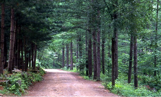 Cheongoksan's forest trail (Bonghwa-gun)