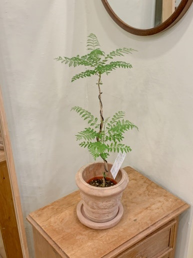 A jacaranda is displayed at Seongdong-gu flower studio 1LOBE on Tuesday. (1LOBE)