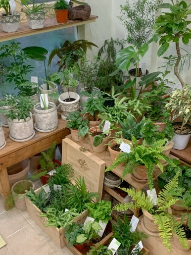 Potted plants are displayed at 1LOBE on Tuesday. (1LOBE)