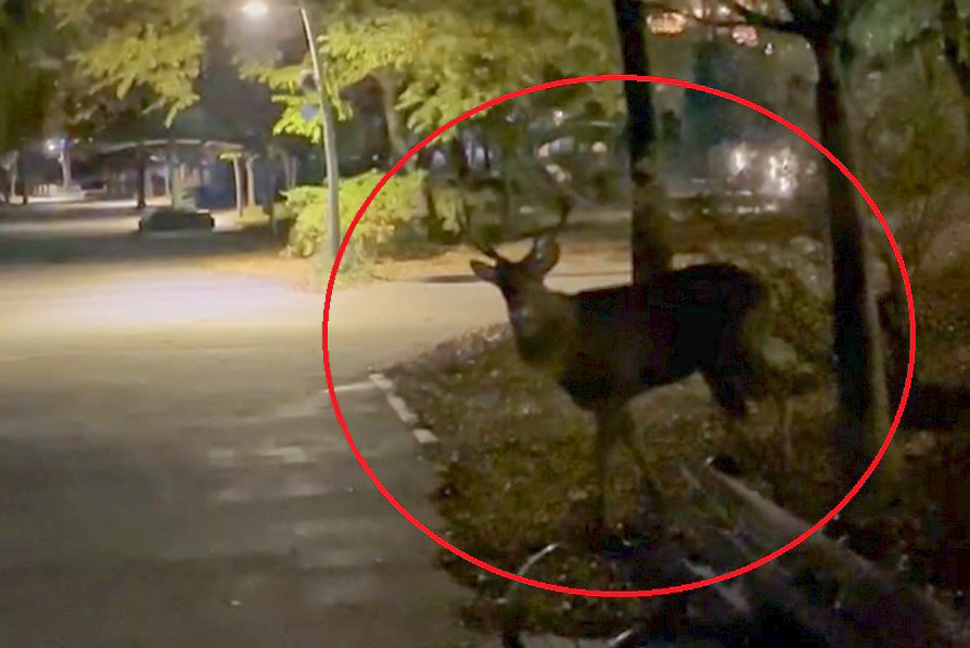 City of Suwon searches for aggressive deer-The Korea Herald view