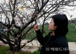 [포토뉴스]울릉도 사동(중령)마을 ‘매화꽃 만발’