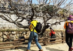 [포토뉴스]안동 도산서원 매화 만개