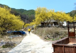 산촌 봉화마을 노란 산수유 밭에서 아홉 번째 시낭송회