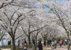 [포토뉴스]'경주 보문관광단지 벚꽃 절정'