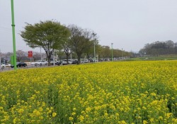 천년고도 경주 '벚꽃에 이어 유채꽃 장관'