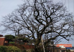 김해시, 천연기념물 이팝나무 유전자원 보존한다