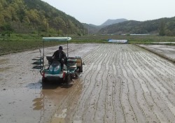 영천시, '첫 모내기' 실시