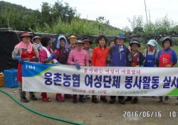 웅촌농협 여성단체, 농촌일손돕기 봉사활동 실시