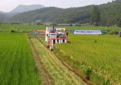 영천시, 경북도내 첫 벼베기 실시