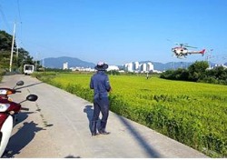 칠곡군,무인헬기 항공방제로 풍년 벼농사 기약