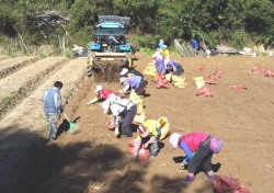 영주 풍기인삼축제장 판매용 인삼수확 시작