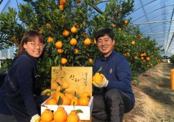 황금 복주머니 경주 '신라봉' 출하