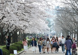 [포토뉴스]'영남대로 오세요'…경산캠퍼스 벚꽃 만개