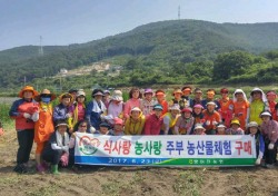 울산 방어진농협 여성대학, '소호마을 일손돕기'