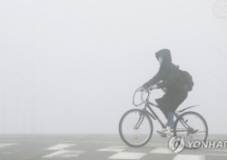 [네티즌의 눈] 자전거 타고 횡단보도 건너다 사고, 여론 반응은 운전자 vs 자전거 이용자