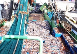 오징어불법 공조조업 뿌리 뽑나?....해수부 대책 어민반응 싸늘