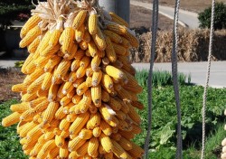 [포토뉴스]노란 옥수수타래미.. 정겨운 가을풍경