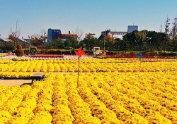 포항 뱃머리마을 10만 송이 국화 활짝 ‥22일 축제